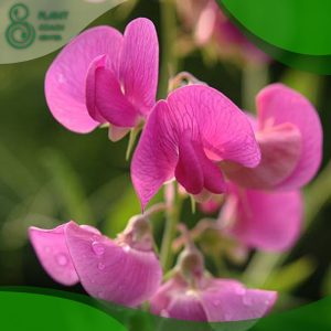 When to Plant Sweet Peas Outside
