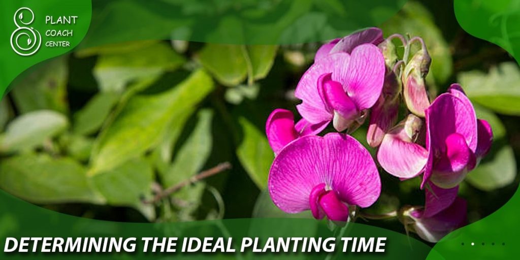 Determining the Ideal Planting Time