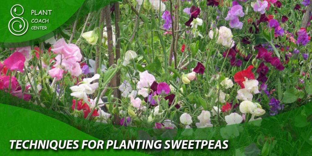 Techniques for Planting Sweet Peas