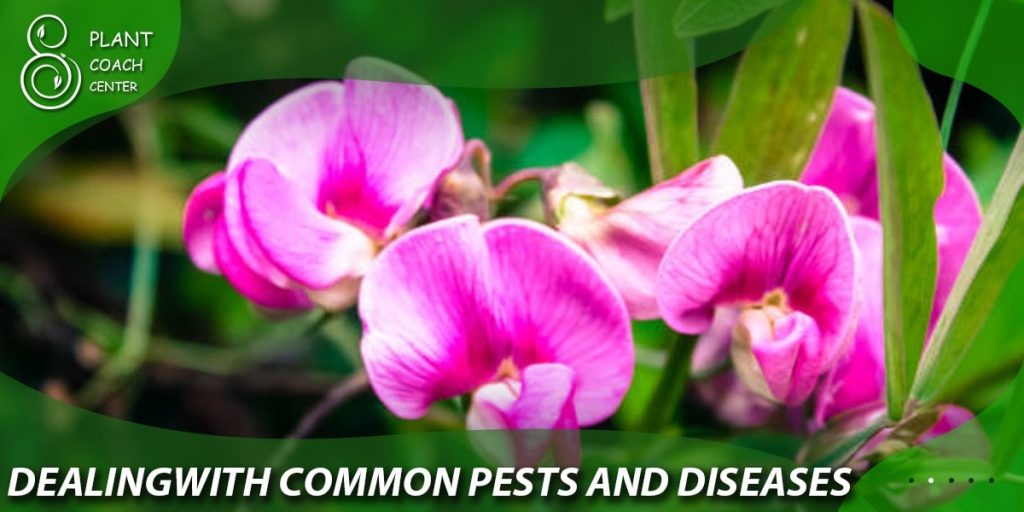 Dealing with Common Pests and Diseases