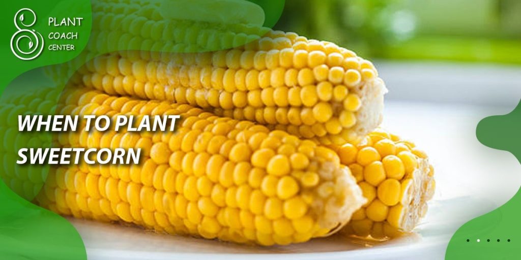 When to Plant Sweetcorn
