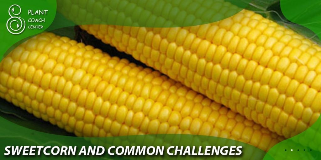  Sweetcorn Care and Common Challenges
