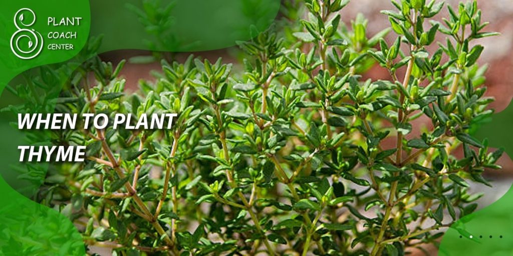 When to Plant Thyme