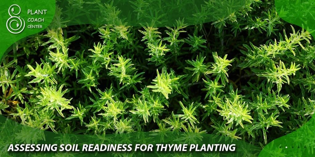  Assessing Soil Readiness for Thyme Planting