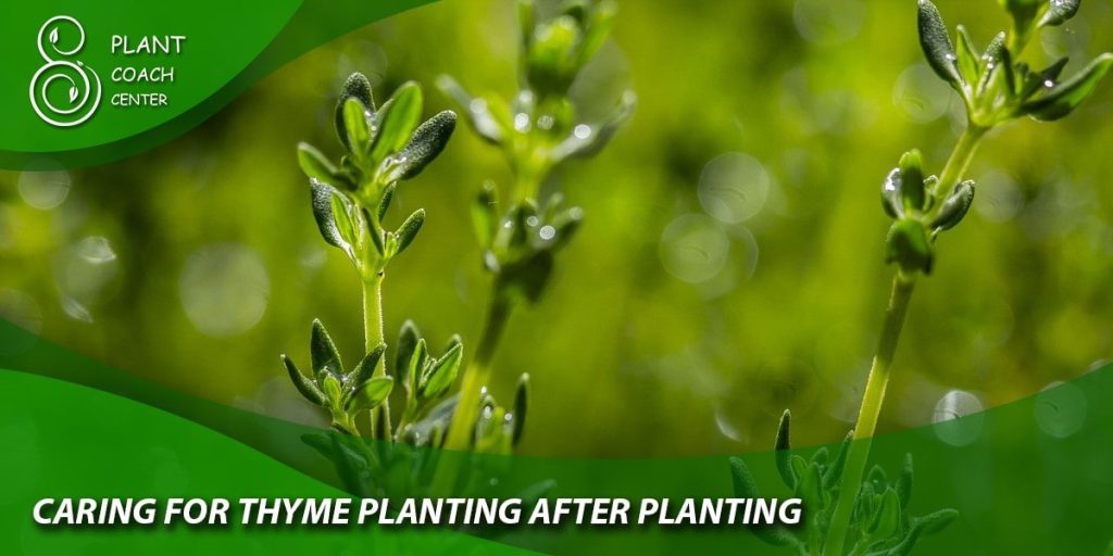 Caring for Thyme Plants After Planting
