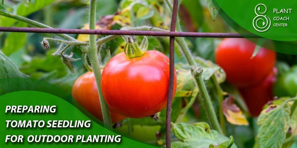 Preparing Tomato Seedlings for Outdoor Planting