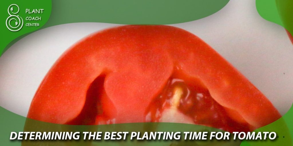 Determining the Best Planting Time for Tomato Seedlings