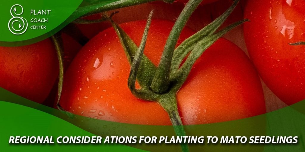 Regional Considerations for Planting Tomato Seedlings