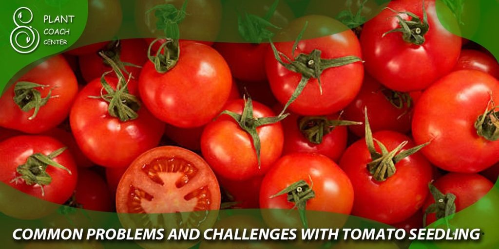 Common Problems and Challenges with Tomato Seedlings