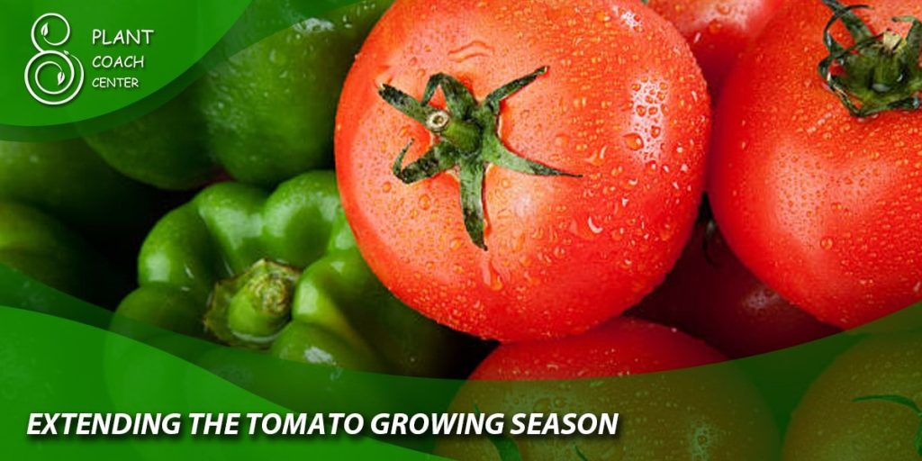 Extending the Tomato Growing Season