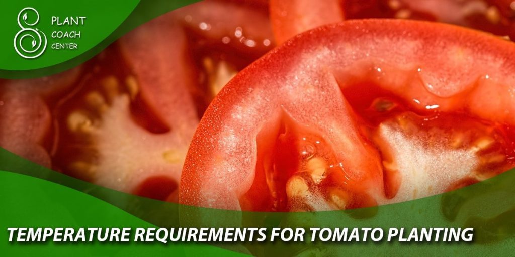 Temperature Requirements for Tomato Planting