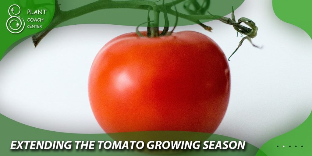Extending the Tomato Growing Season
