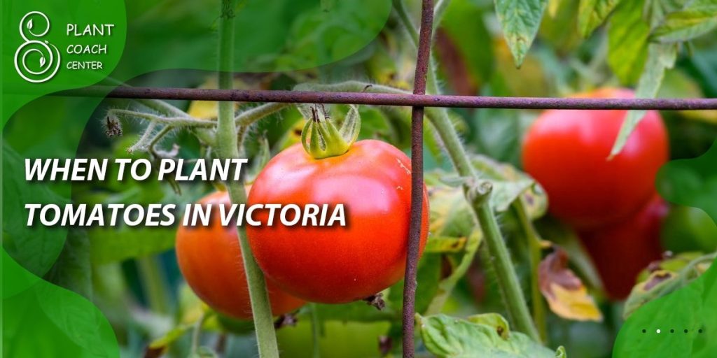 When to Plant Tomatoes in Victoria