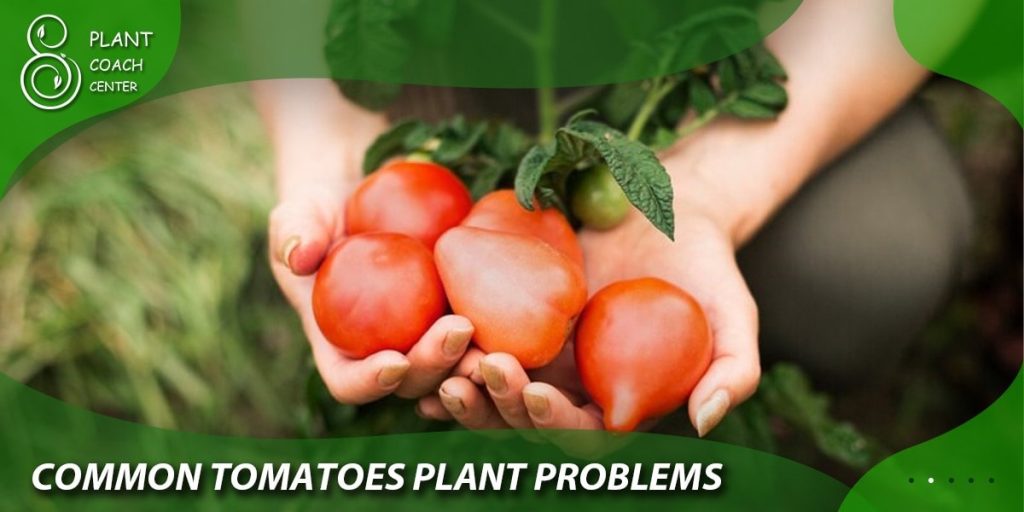 Common Tomato Plant Problems