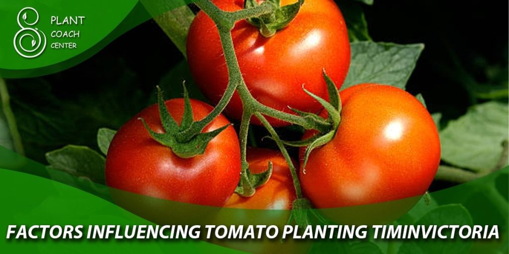 Factors Influencing Tomato Planting Time in Victoria