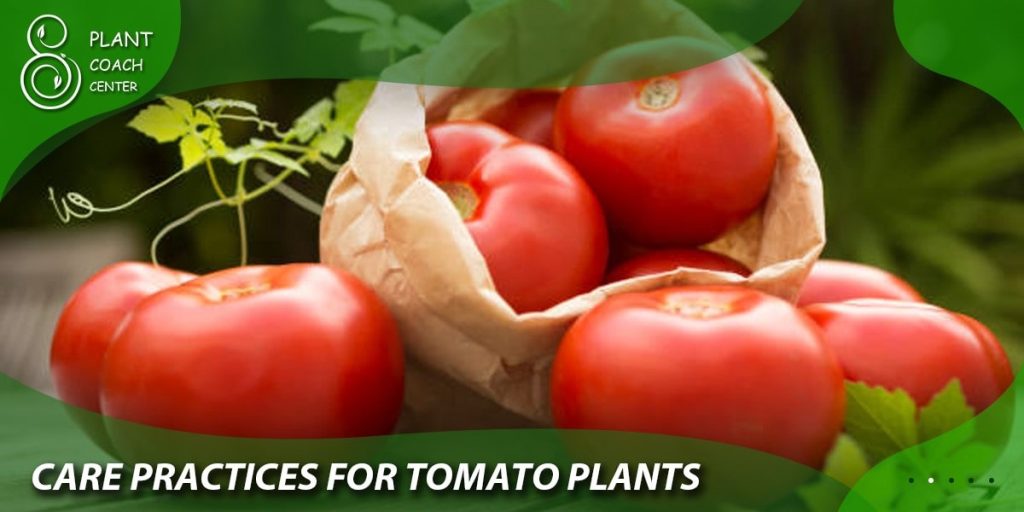  Care Practices for Tomato Plants