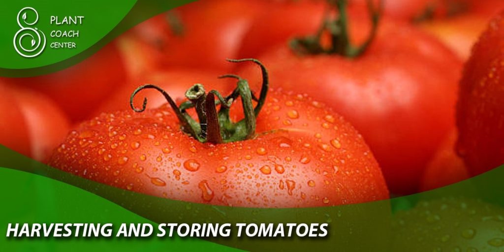Harvesting and Storing Tomatoes