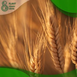 When to Plant Wheat
