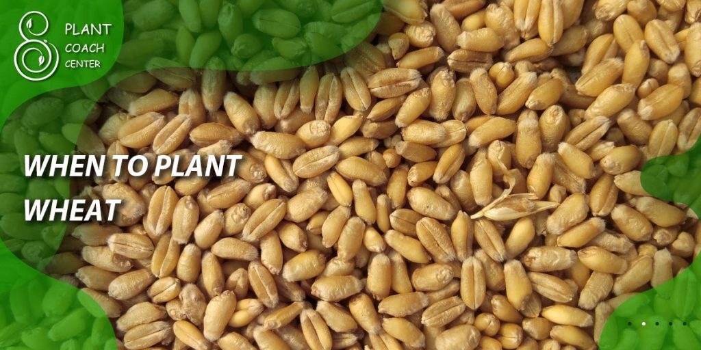 When to Plant Wheat