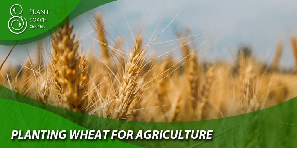Planting wheat for Agriculture