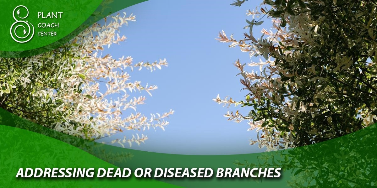 Addressing Dead or Diseased Branches