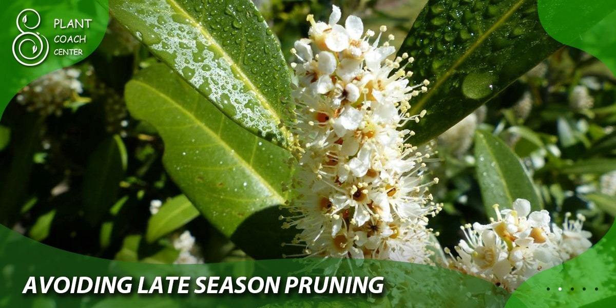avoiding late season pruning