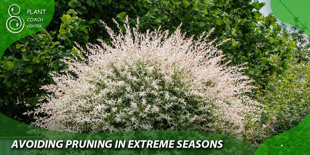 Avoiding Pruning in Extreme Seasons