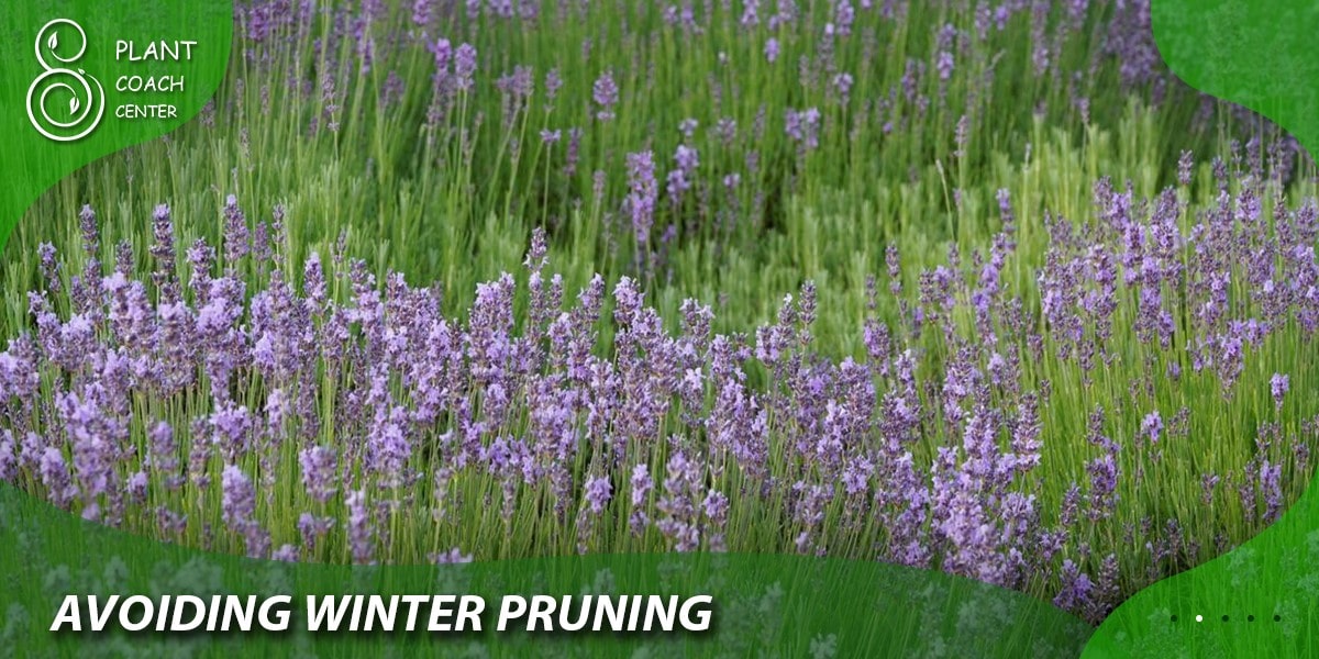 Avoiding Winter Pruning