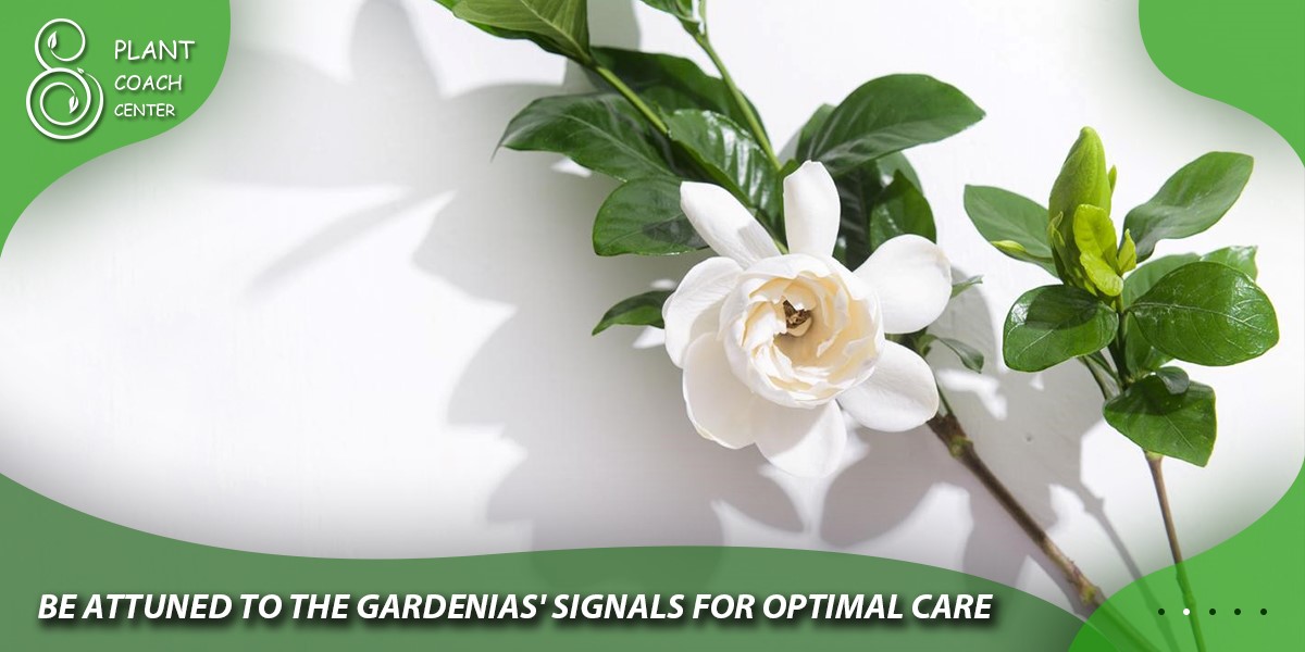 Be Attuned to the Gardenias' Signals for Optimal Care