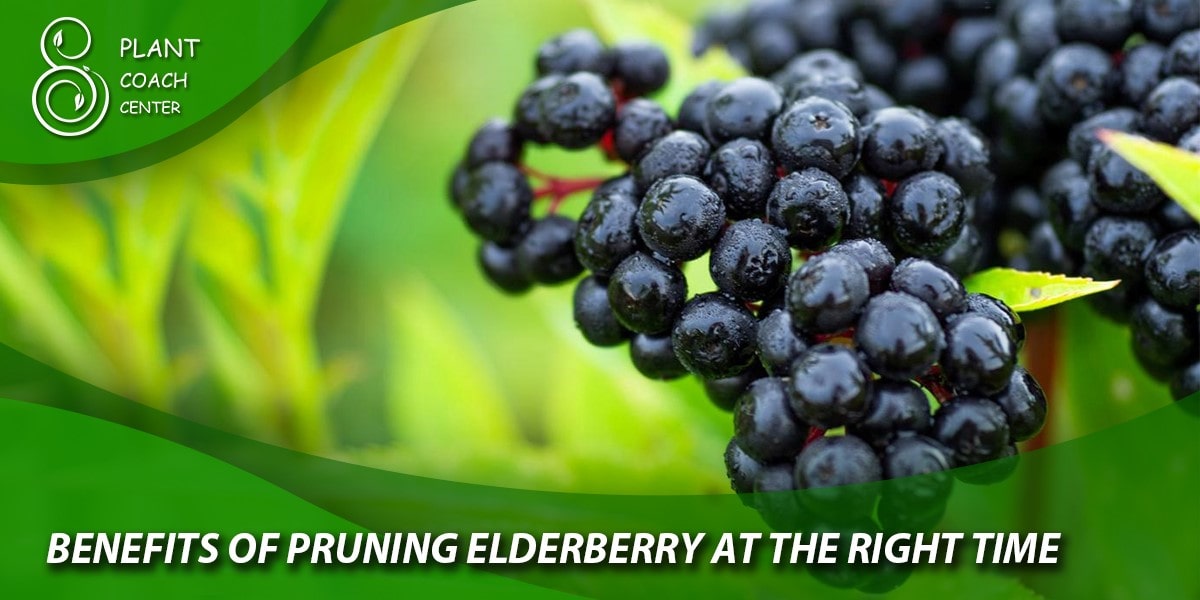 Benefits of Pruning Elderberry at the Right Time