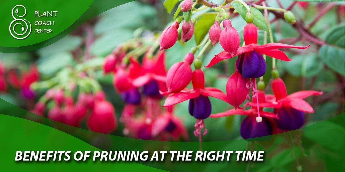 Benefits of Pruning at the Right Time