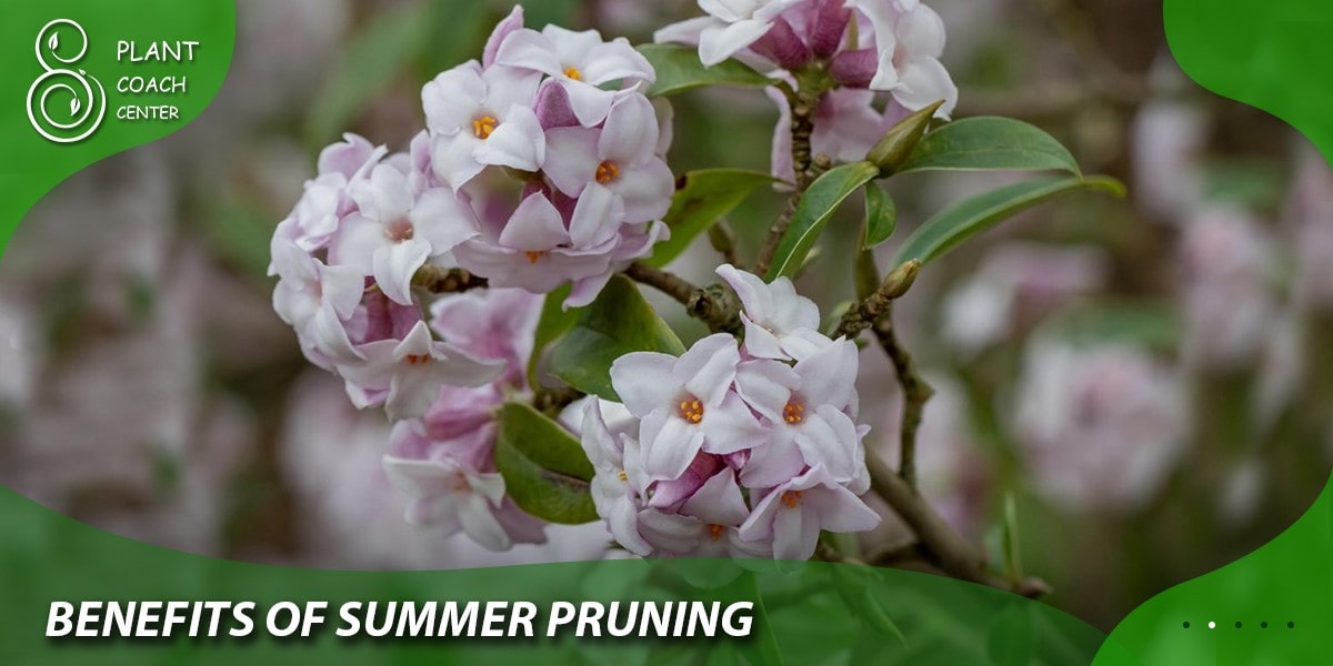 Benefits of Summer Pruning: