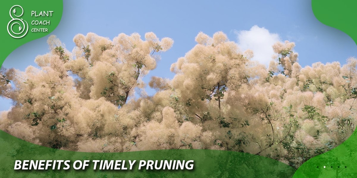 Benefits of Timely Pruning