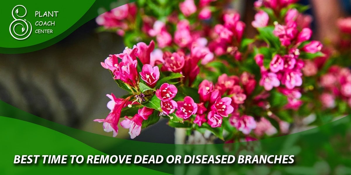 Best Time to Remove Dead or Diseased Branches