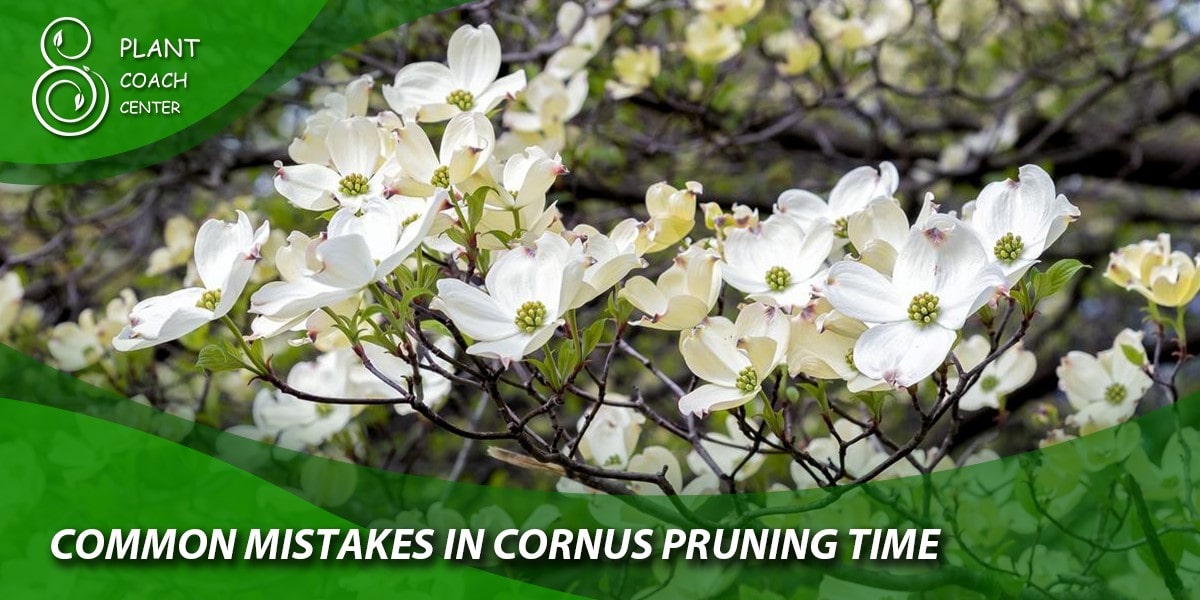 Common Mistakes in Cornus Pruning Time