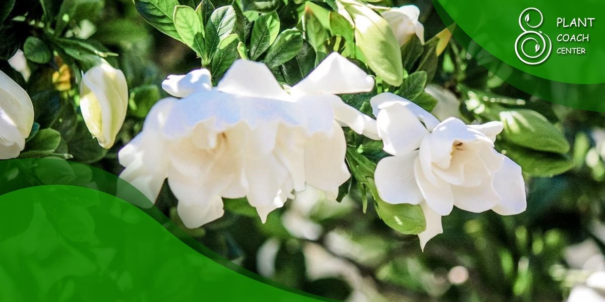 Gardenia bush in full bloom