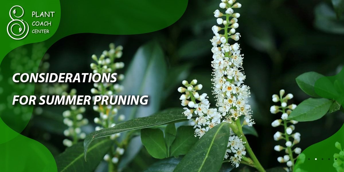 Considerations for Summer Pruning