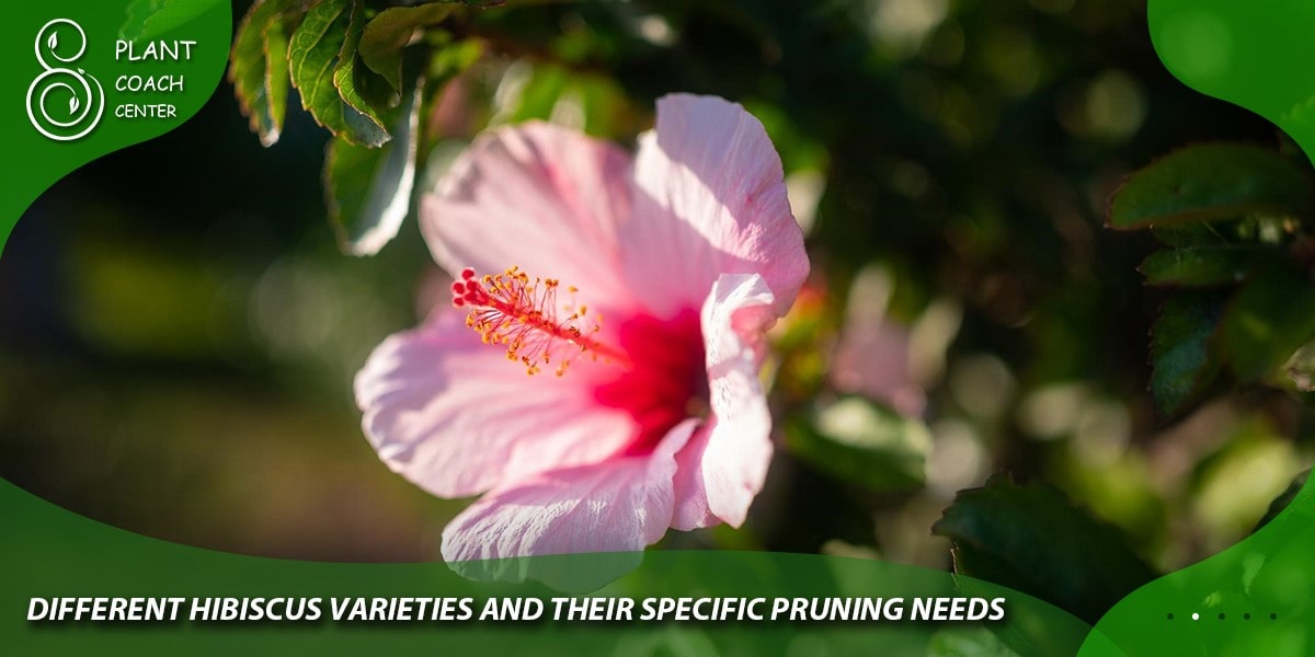 Different Hibiscus Varieties and Their Specific Pruning Needs