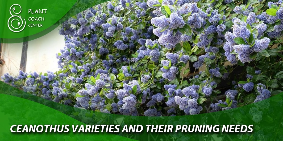 ceanothus varieties and their pruning needs1