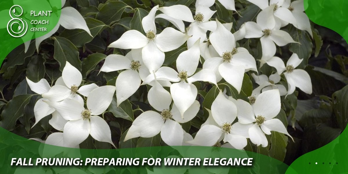 Fall Pruning : Preparing for Winter Elegance