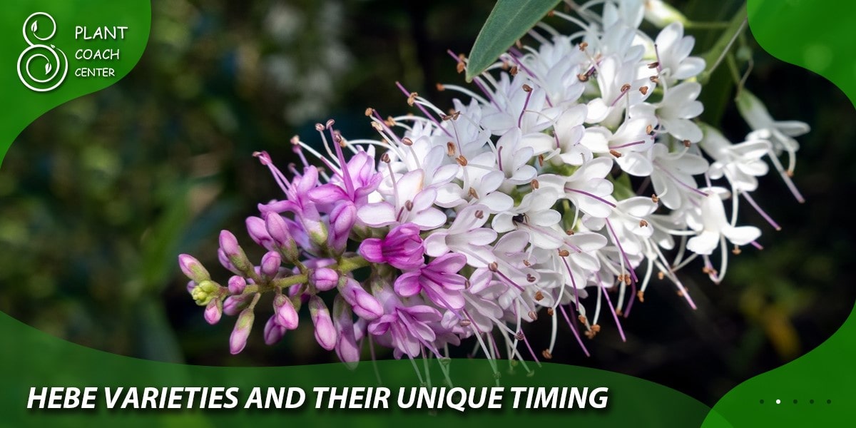 Hebe Varieties and Their Unique Timing