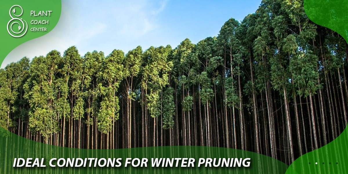 Ideal Conditions for Winter Pruning