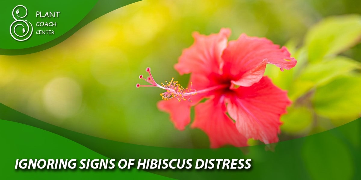 Ignoring Signs of Hibiscus Distress