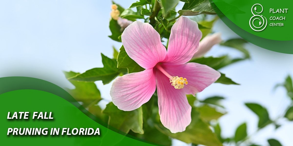 Late Fall Pruning in Florida