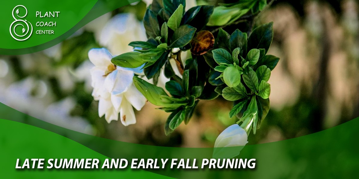 Late Summer and Early Fall Pruning