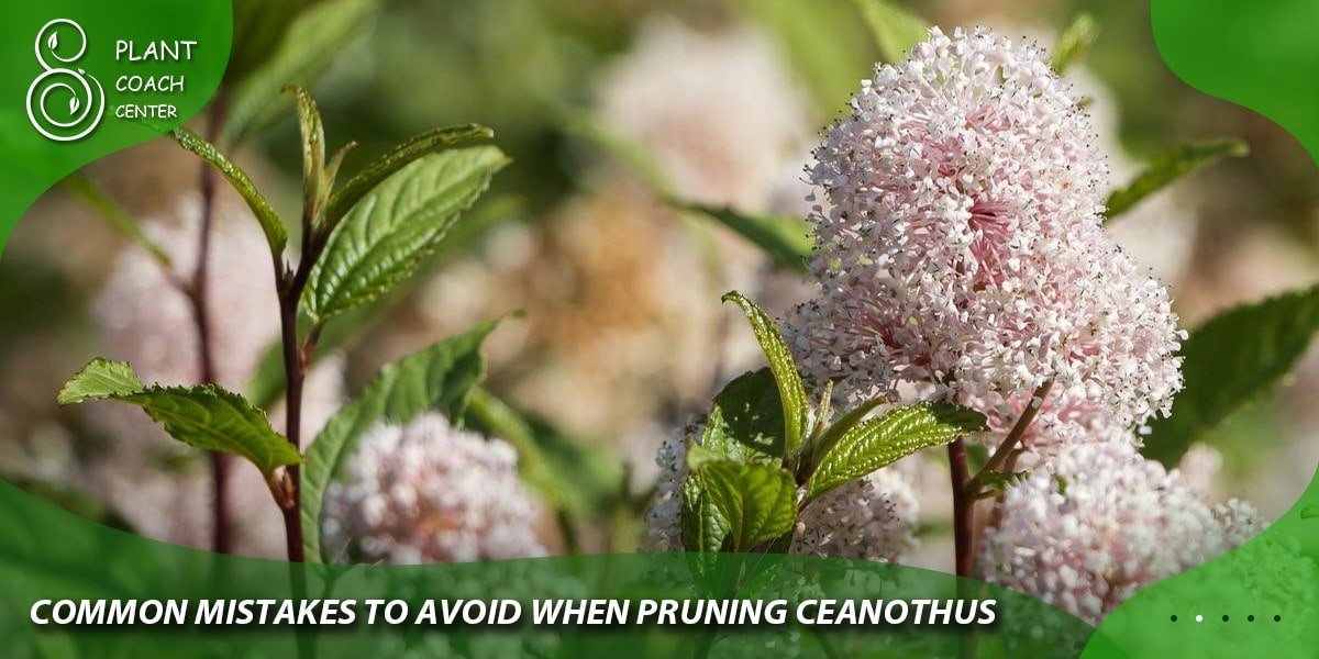 common mistake to avoid when pruning ceanothus 