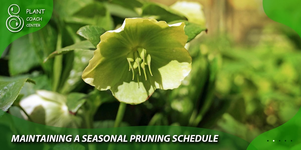 Maintaining a Seasonal Pruning Schedule