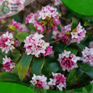 When to Prune Daphne