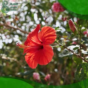 When to Prune Hibiscus Tree