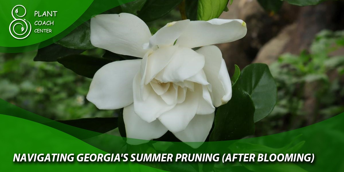 Navigating Georgia's Summer Pruning (After Blooming)